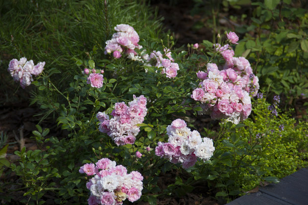 Фото: Derevo Park