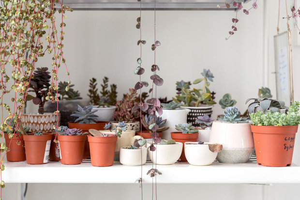 Фотография: Флористика в стиле , Скандинавский, Квартира, Проект недели, Москва, Герой InMyRoom, Хрущевка, 2 комнаты, до 40 метров, Ульяна Гришина, Наталья Чувинова – фото на INMYROOM