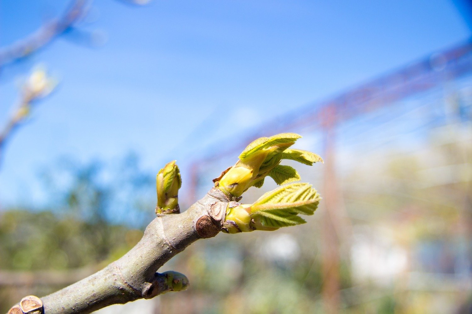 Фотография: в стиле , Ландшафт, Советы, Татьяна Крамская, Технониколь – фото на INMYROOM Фотография: в стиле , Ландшафт, Советы, Татьяна Крамская, Технониколь – фото на INMYROOM