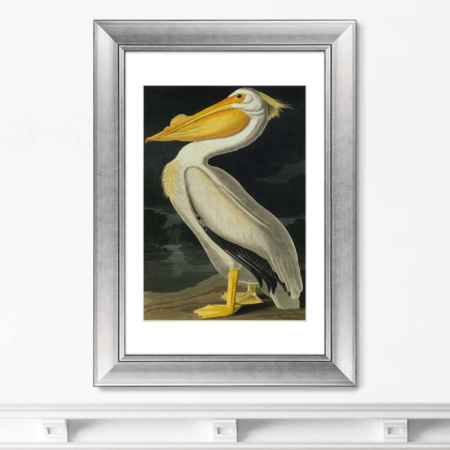 Картина Американский белый пеликан 1825 г.