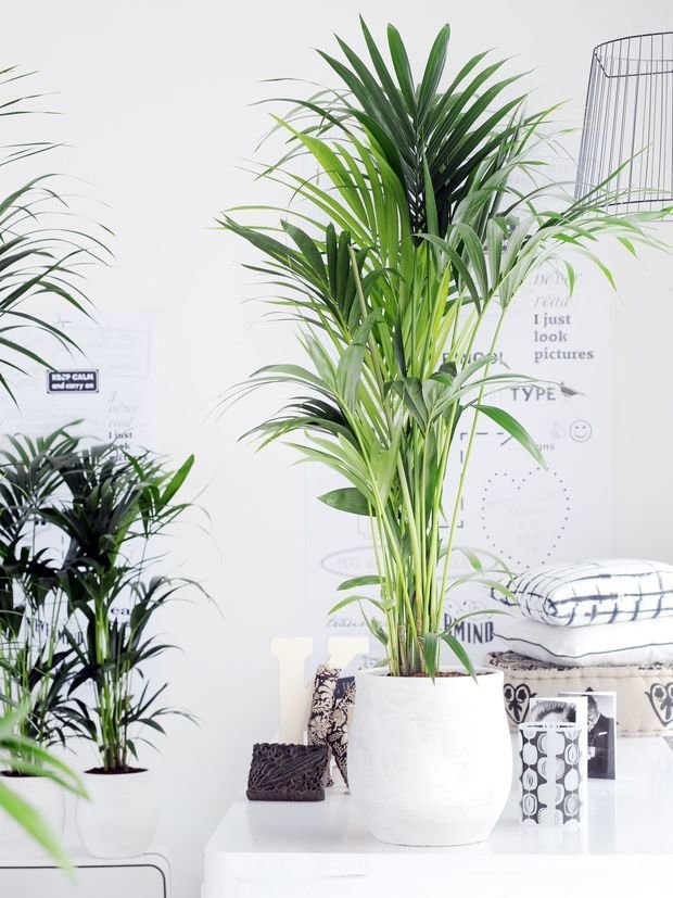 Фотография: Флористика в стиле , Атмосфера в доме – фото на INMYROOM