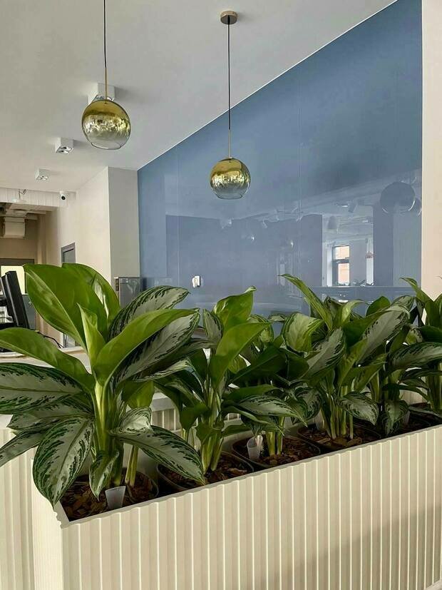 Интерьер офис в современном стиле с синей стеной и растениями