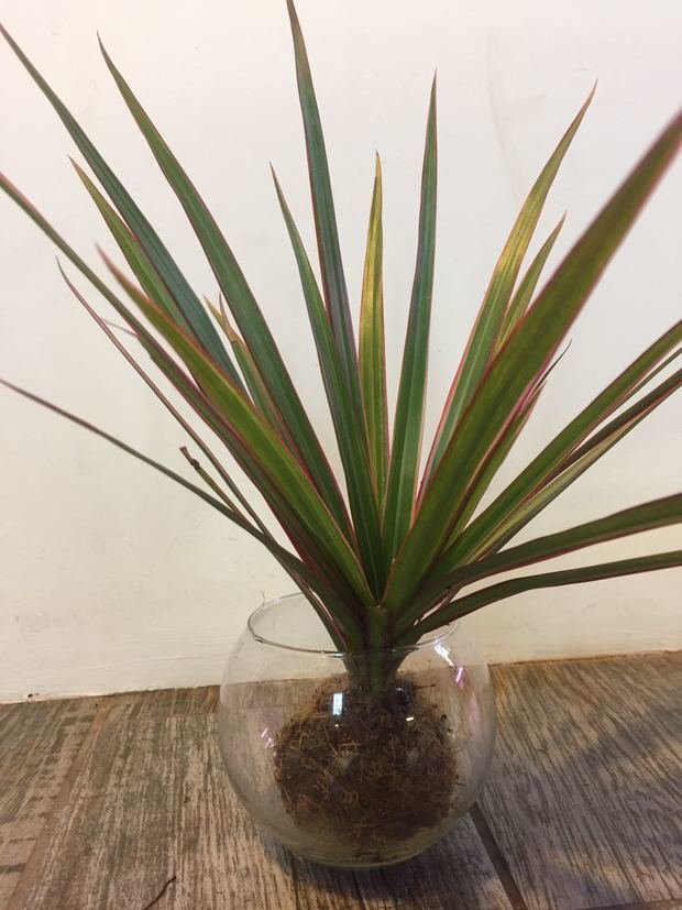 Фото из портфолио Композиции из растений – фотографии дизайна интерьеров на INMYROOM