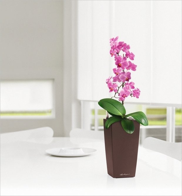 Фото из портфолио MAXI-CUBI и MINI-CUBI: цветочные горшки для растений от немецкого производителя LECHUZA – фотографии дизайна интерьеров на INMYROOM