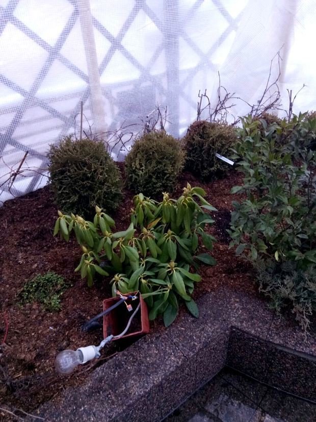 Фото из портфолио Ландшафтный дизайн приквартирного участка на Проспекте Мира – фотографии дизайна интерьеров на INMYROOM