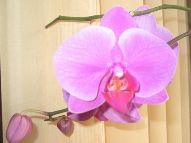 Фото из портфолио орхидеи для панно – фотографии дизайна интерьеров на INMYROOM