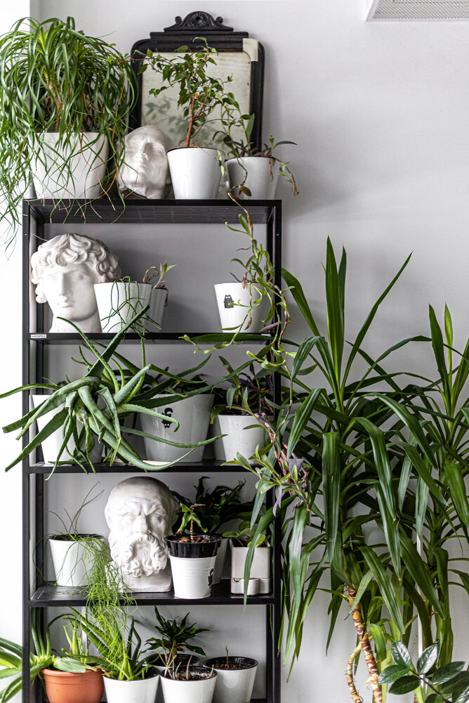 На полках с растениями разместили головы Цезаря, Сократа и Антиноя. «Это три головы, которые сдаешь на экзамене по рисунку в МАрхИ. Они появились у меня во время учебы и до сих пор живут со мной», — рассказывает хозяйка. На полках с растениями разместили головы Цезаря, Сократа и Антиноя. «Это три головы, которые сдаешь на экзамене по рисунку в МАрхИ. Они появились у меня во время учебы и до сих пор живут со мной», — рассказывает хозяйка.