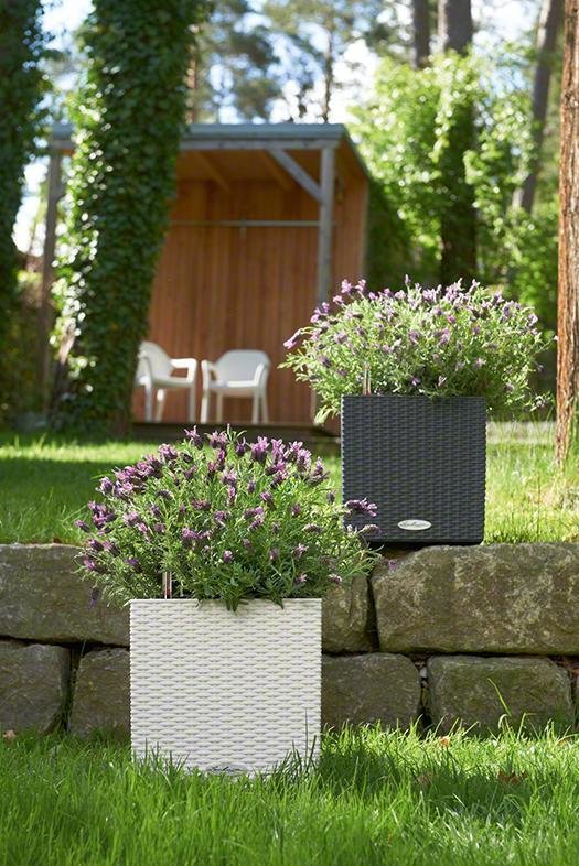 Фото из портфолио Кашпо с автополивом  LECHUZA CUBE Cottage – фотографии дизайна интерьеров на INMYROOM