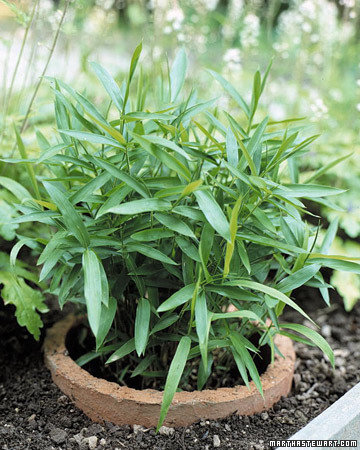 Фотография: Флористика в стиле , DIY, Стиль жизни, Советы, Марта Стюарт – фото на INMYROOM