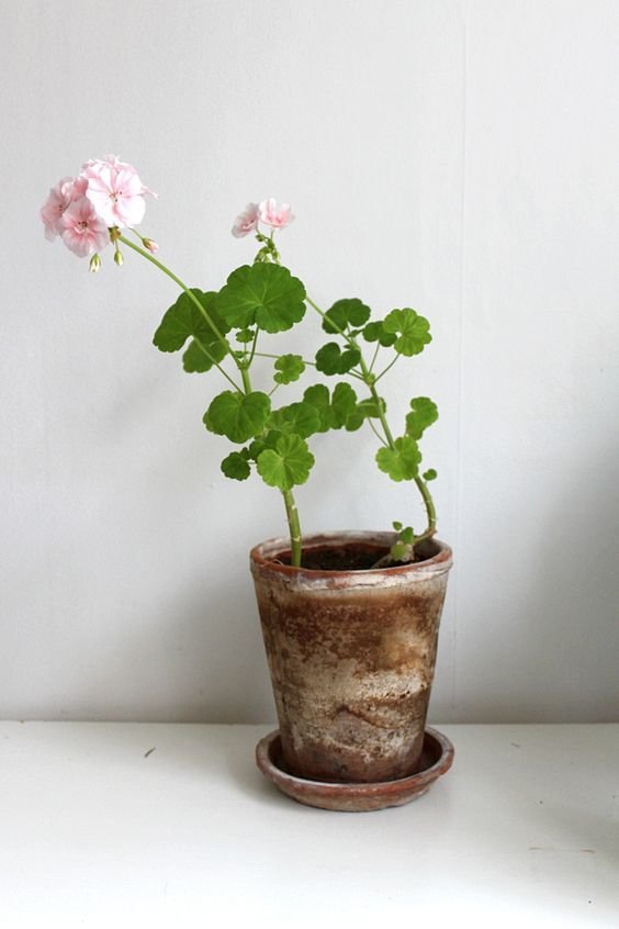 Фотография: Ванная в стиле Скандинавский, Гид, растения в интерьере – фото на INMYROOM