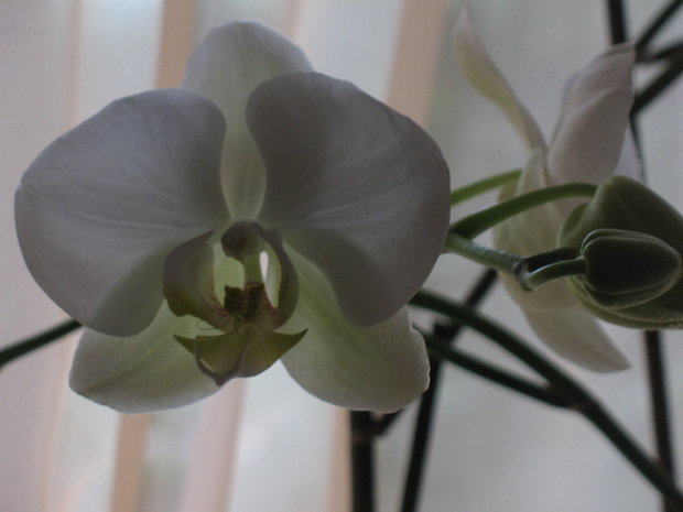 Фото из портфолио орхидеи для панно – фотографии дизайна интерьеров на INMYROOM