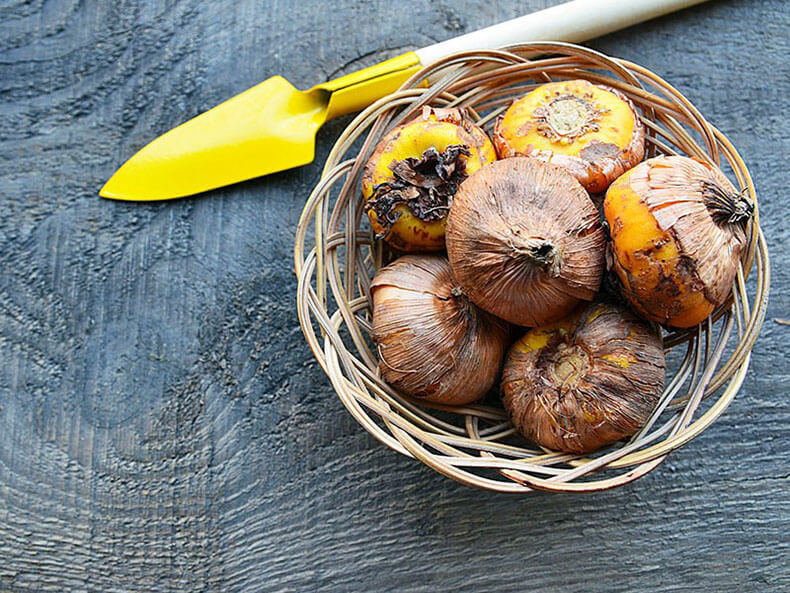 Фотография: в стиле , Ландшафт, Советы, Дом и дача, Татьяна Крамская – фото на INMYROOM