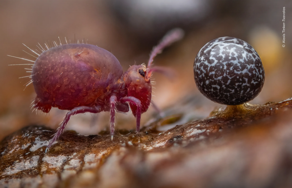 Фотография: в стиле , Фотография, LIFESTYLE, Интересные факты, премия, Wildlife Photographer – фото на INMYROOM Фотография: в стиле , Фотография, LIFESTYLE, Интересные факты, премия, Wildlife Photographer – фото на INMYROOM