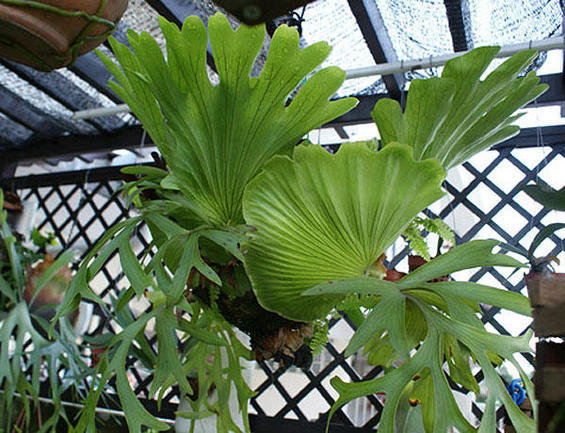 Фотография: Флористика в стиле , Стиль жизни – фото на INMYROOM