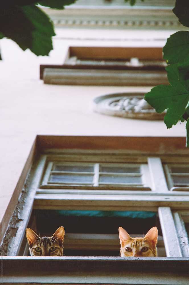 Фотография: в стиле , Советы – фото на INMYROOM