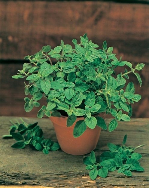 Фотография: Флористика в стиле , Мята, Стиль жизни – фото на INMYROOM