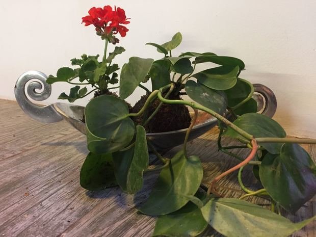 Фото из портфолио Композиции из растений – фотографии дизайна интерьеров на INMYROOM