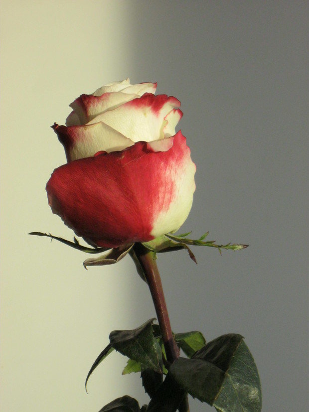 Фото из портфолио Вещи, которые я хочу – фотографии дизайна интерьеров на InMyRoom.ru