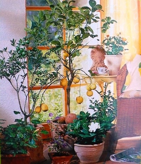 Фотография: Флористика в стиле  – фото на INMYROOM