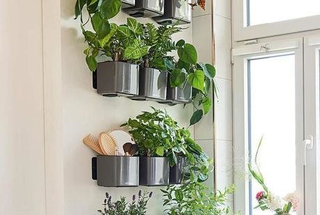 GREEN WALL: lechuza на стену