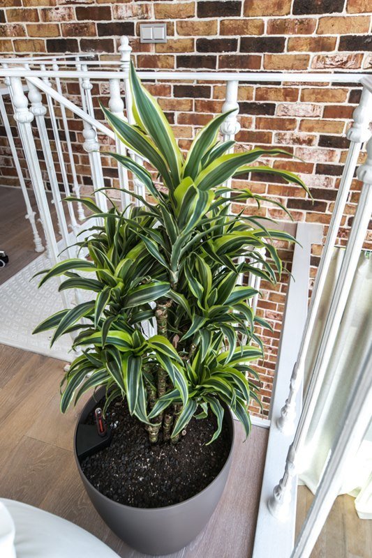 Фотография: Флористика в стиле , Гостиная, Лофт, Интерьер комнат, Дачный ответ – фото на INMYROOM