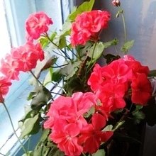 Фото из портфолио цветы – фотографии дизайна интерьеров на INMYROOM