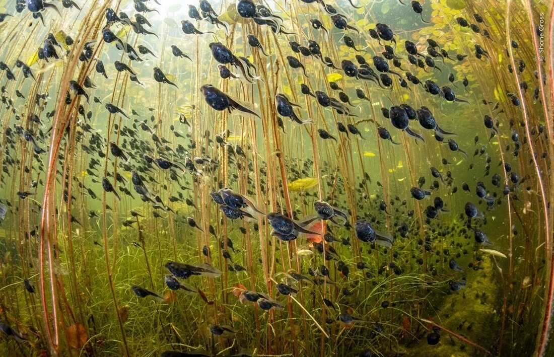 Фотография: в стиле , Фотография, LIFESTYLE, Интересные факты, премия, Wildlife Photographer – фото на INMYROOM Фотография: в стиле , Фотография, LIFESTYLE, Интересные факты, премия, Wildlife Photographer – фото на INMYROOM