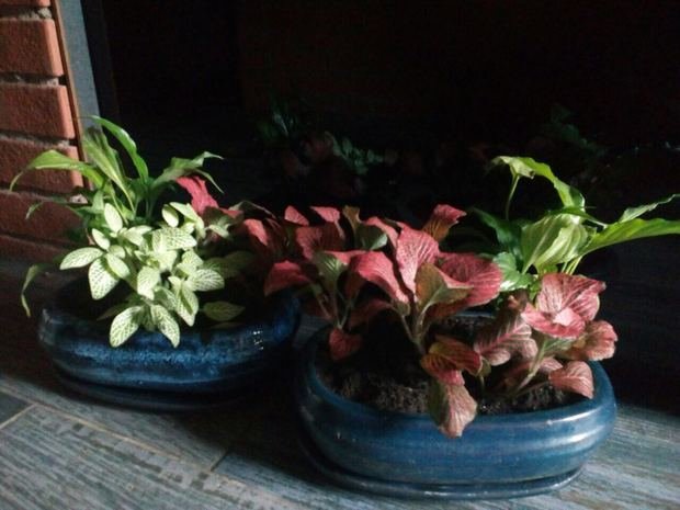 Фото из портфолио Композиции из растений – фотографии дизайна интерьеров на INMYROOM
