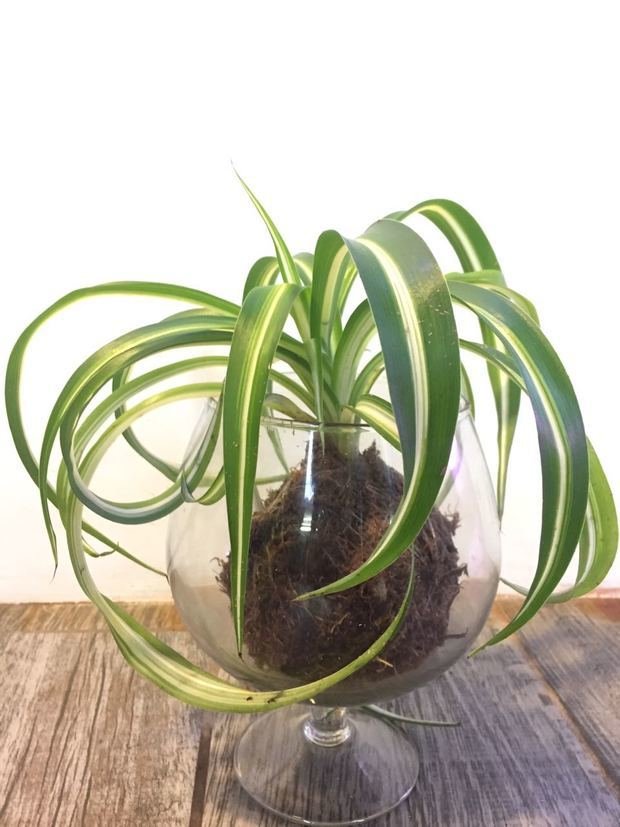 Фото из портфолио Композиции из растений – фотографии дизайна интерьеров на INMYROOM