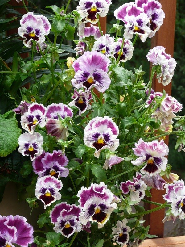 Фотография: Флористика в стиле , Декор интерьера, Дом, Стиль жизни, Цветы – фото на INMYROOM