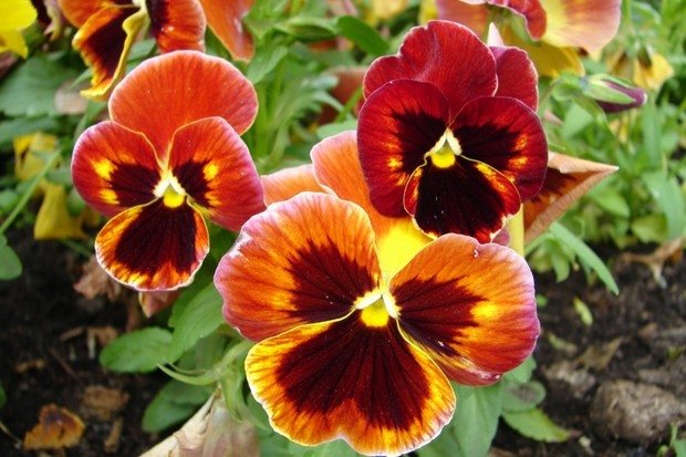 Фотография: Флористика в стиле , Декор интерьера, Дом, Стиль жизни, Цветы – фото на INMYROOM