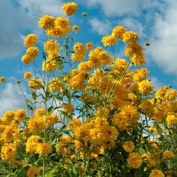 Фотография: Флористика в стиле , Ландшафт, Стиль жизни, Сад – фото на INMYROOM