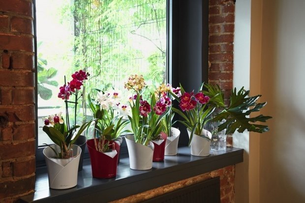 Фото из портфолио Lechuza ORCHIDEA – фотографии дизайна интерьеров на INMYROOM