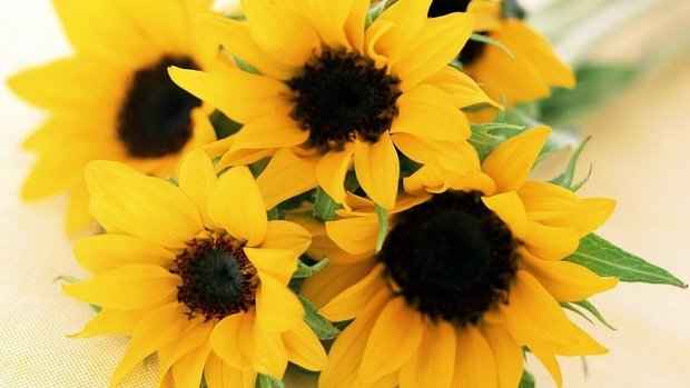 Фотография: Флористика в стиле , Декор интерьера, DIY, Дом, Цветы – фото на INMYROOM