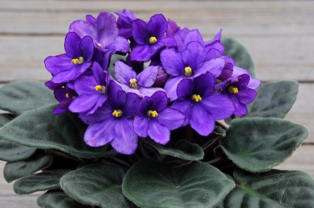 Фотография: Флористика в стиле ,  – фото на INMYROOM