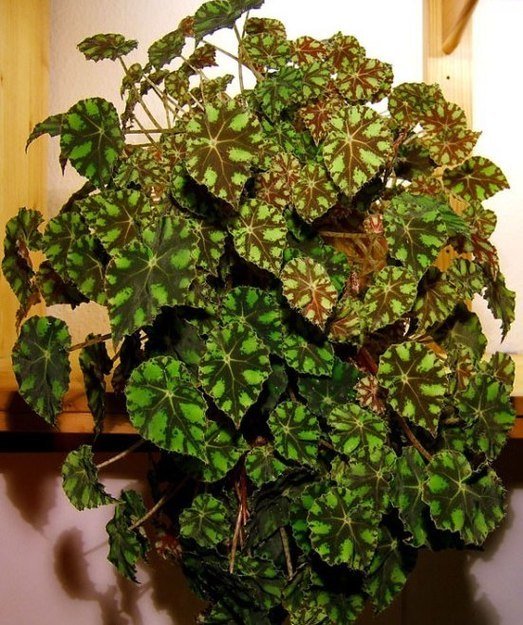 Фотография: Флористика в стиле Скандинавский, Мята, Стиль жизни – фото на INMYROOM