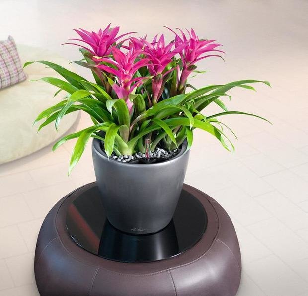 Фото из портфолио Кашпо с автополивом LECHUZA CLASSICO LS – фотографии дизайна интерьеров на INMYROOM
