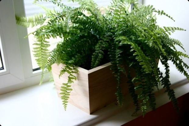 Фото из портфолио Кашпо Handywood в интерьере – фотографии дизайна интерьеров на INMYROOM