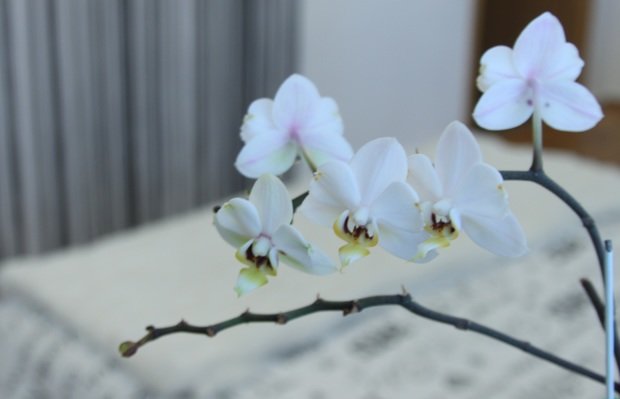 Фото из портфолио Черно- белая Французская драма – фотографии дизайна интерьеров на InMyRoom.ru