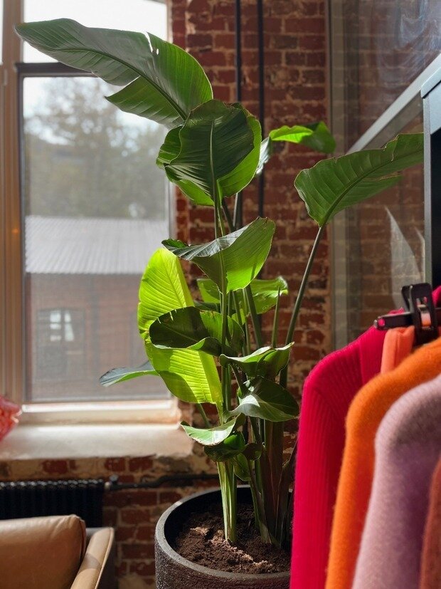 Фото из портфолио Шоурум Monncashmere г.Москва – фотографии дизайна интерьеров на INMYROOM