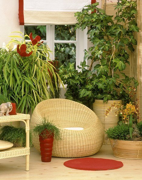 Фотография: в стиле Современный, Декор интерьера, Декор дома, Советы, Маргарита Алексеева, Зимний сад – фото на INMYROOM Фотография: в стиле Современный, Декор интерьера, Декор дома, Советы, Маргарита Алексеева, Зимний сад – фото на INMYROOM