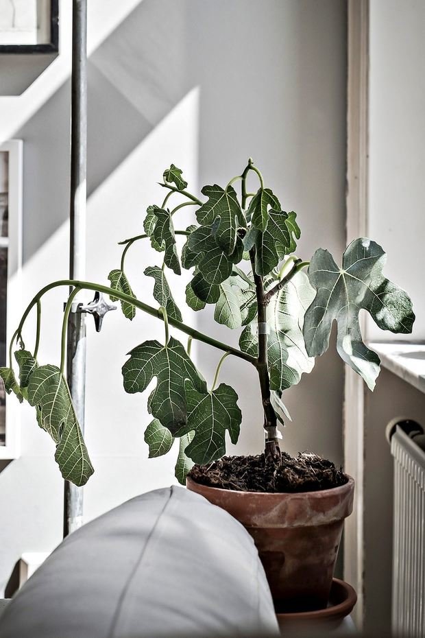 Фото из портфолио Majorsgatan 1, Linné, Göteborg – фотографии дизайна интерьеров на InMyRoom.ru