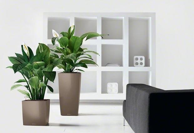 Фото из портфолио Напольное кашпо LECHUZA (Лечуза) CUBE – фотографии дизайна интерьеров на INMYROOM