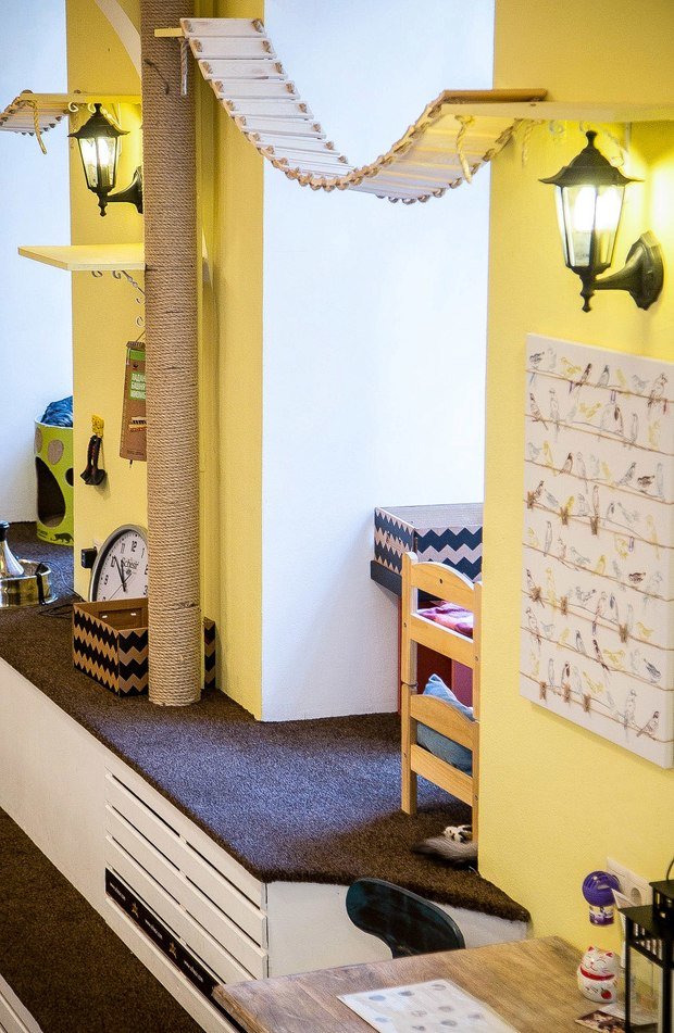 Фото из портфолио Котофейня  – фотографии дизайна интерьеров на INMYROOM