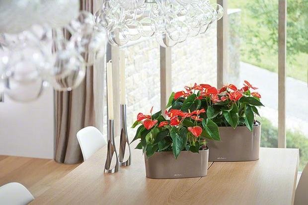Фото из портфолио Кашпо LECHUZA DELTA 10 и 20 – фотографии дизайна интерьеров на INMYROOM
