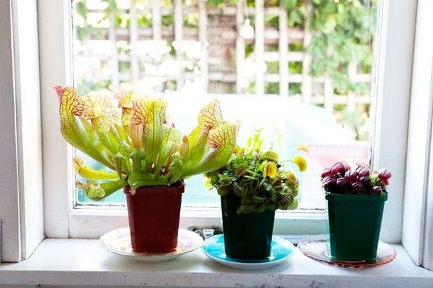 Фотография: Флористика в стиле , Мята, Стиль жизни – фото на INMYROOM