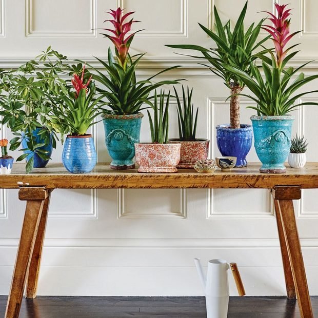 Фотография: Флористика в стиле , Декор интерьера, Зеленый, растения в горшках в интерьере, комнатные растения для ванной комнаты – фото на INMYROOM