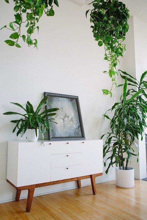 Фото из портфолио Домашние растения – фотографии дизайна интерьеров на INMYROOM