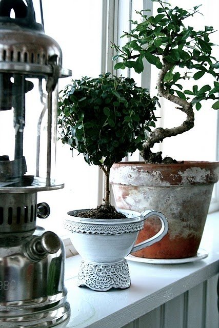 Фотография: Флористика в стиле , Малогабаритная квартира, Квартира, Стиль жизни, Зимний сад – фото на INMYROOM