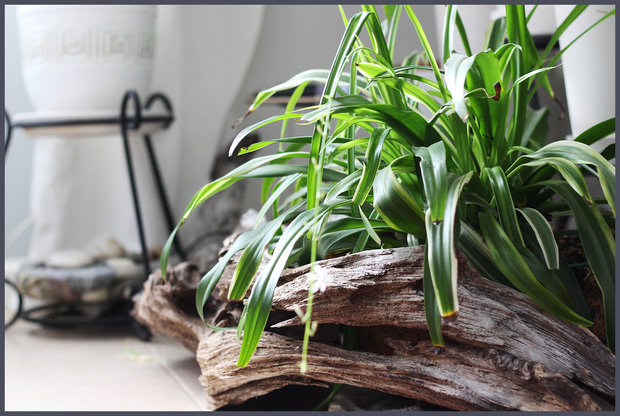 Фотография: Флористика в стиле Современный – фото на INMYROOM